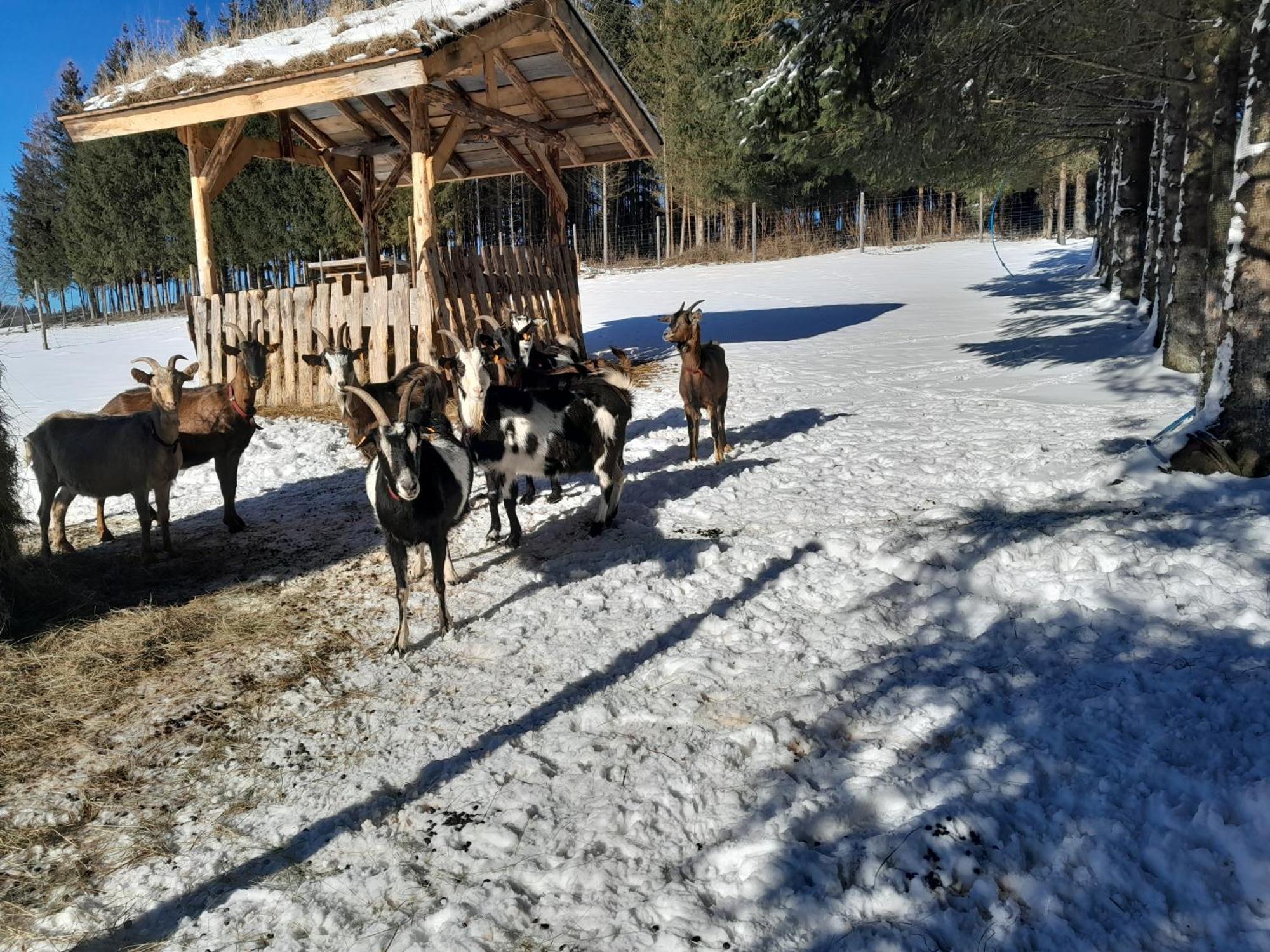 Sowinka Villa Lutowiska Dış mekan fotoğraf